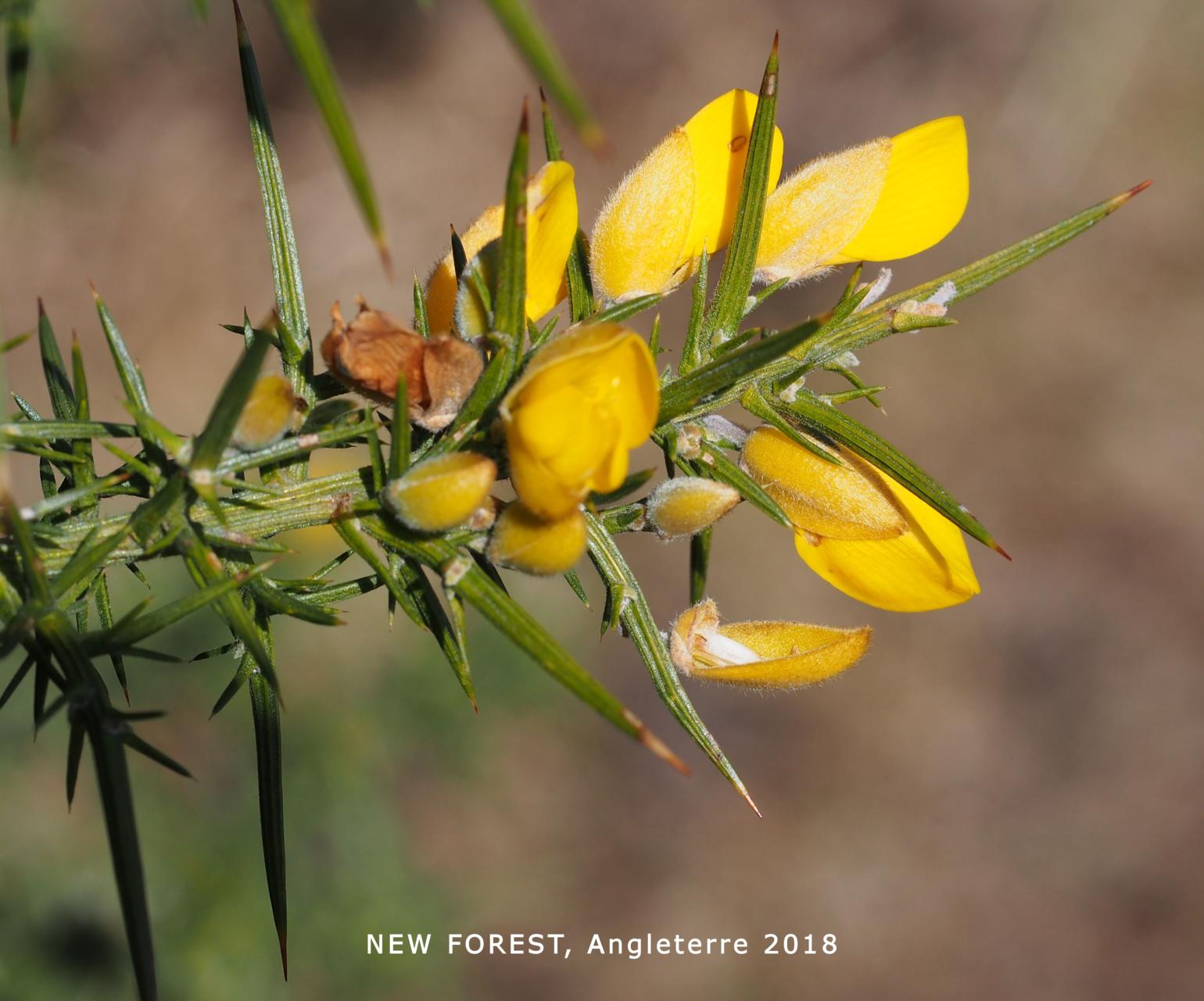 Gorse